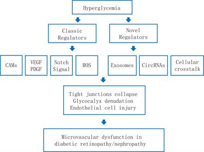 Mechanistic Pathogenesis of Endothelial Dysfunction in Diabetic Nephropathy and Retinopathy